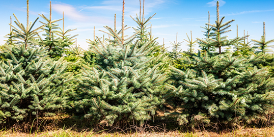 Wholesale Cut & Blocked Christmas Trees