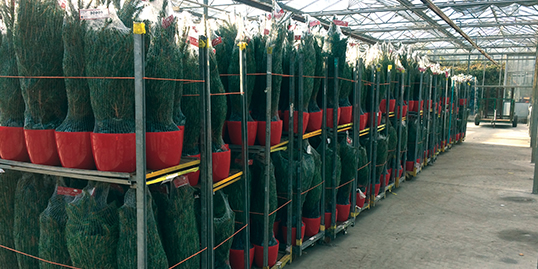 Wholesale Pot Grown Christmas Trees
